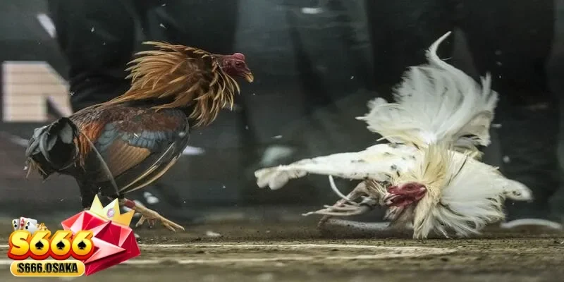 đá gà trực tiếp